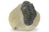 Phacopid (Morocops) Trilobite - Foum Zguid, Morocco #243882-1
